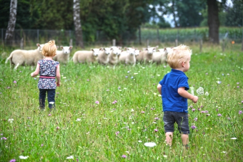 Jongen en meisje met schapen
