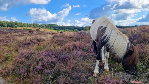 Paarden op de Posbank-2