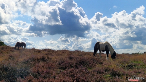 Paarden op de Posbank